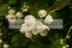 Mock Orange with rain drops 2.jpg (60kb)